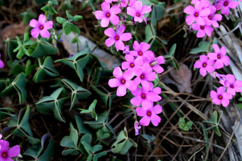 Oxalis purpurata e O. articulata